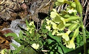 Primavera al Monte Campo, neve al Laghetto di Pietra Quadra -20magg21 - FOTOGALLERY